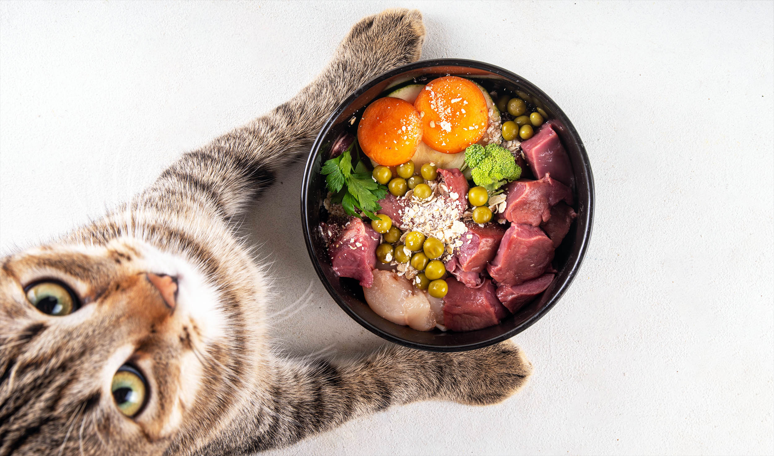 Comprehensive study issues a serious warning about raw pet food