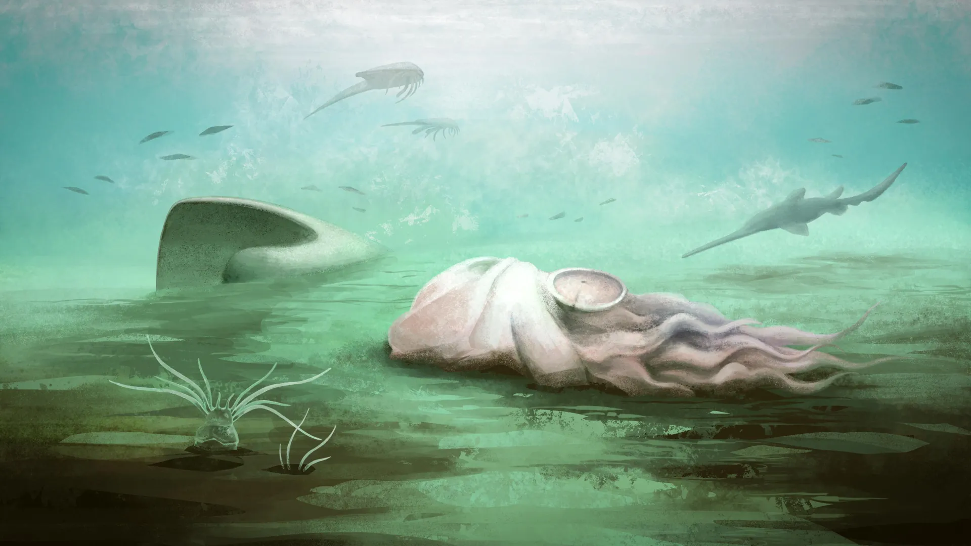 The world’s “oldest octopus” was never an octopus