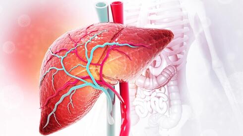 Israeli scientists build first healthy human liver map, revealing why disease strikes