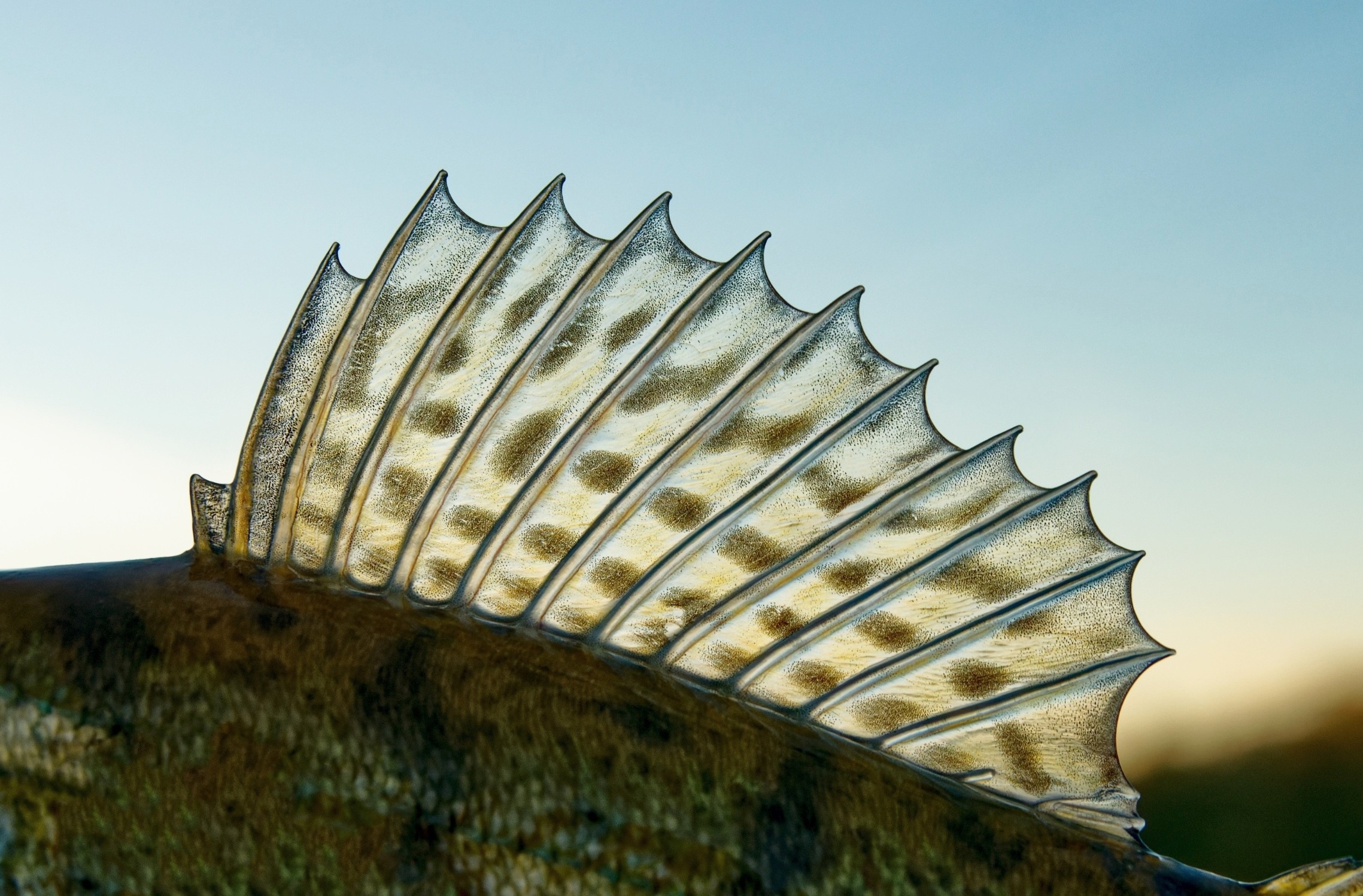 Scientists rethink how animals build repeating body parts