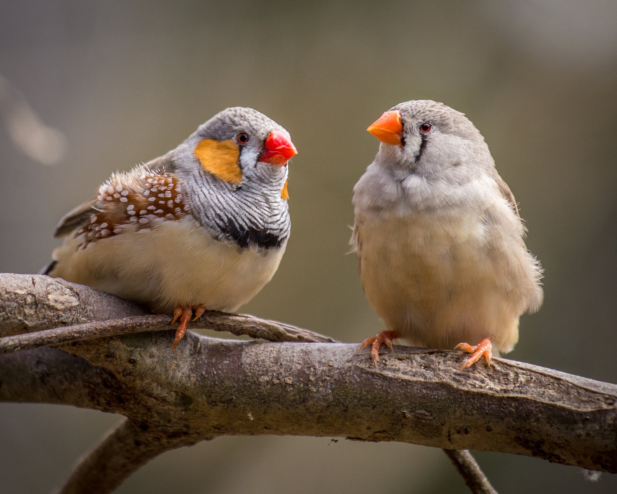 Zebra finch neurons offer new clues about learning, repair, and human brain limits