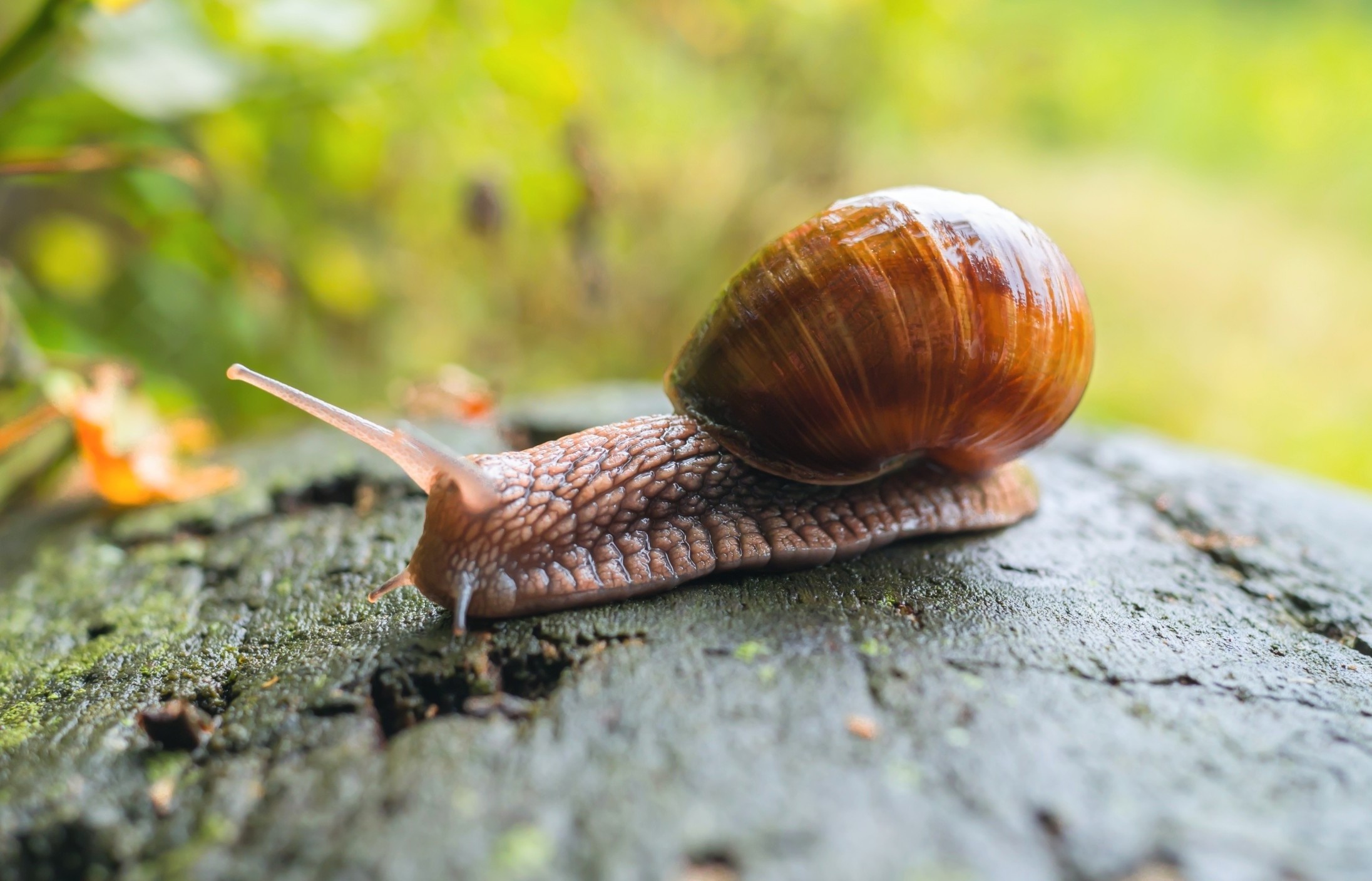 Scientists identify traits that help species survive climate change