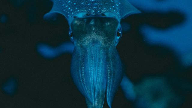 Genomics Help Explain Squid and Cuttlefish Diversification