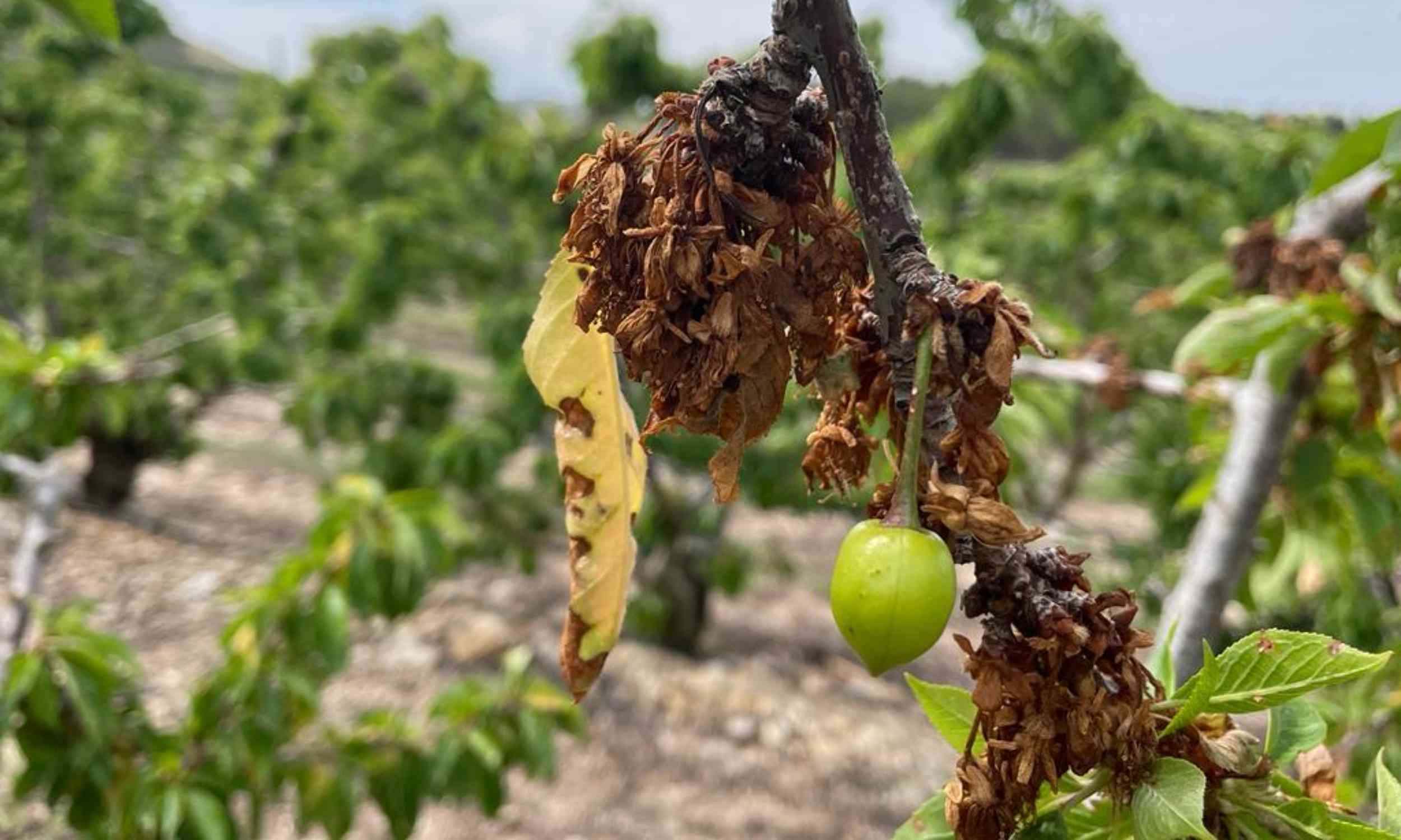 Fungus that rots trees from the inside may be hiding a climate issue